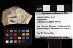 Foto (Objket + Etiketten) von Isopoda indet. 